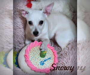 Chiweenie Dogs for adoption in Tustin, CA, USA
