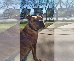 American Staffordshire Terrier-Boxer Mix Dogs for adoption in Minneapolis, MN, USA