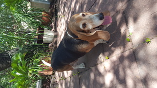 Basset Hound Dogs for adoption in Helotes, TX, USA