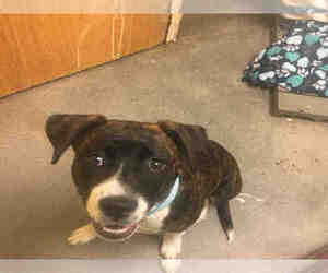 Medium Photo #1 Beagle-Plott Hound Mix Puppy For Sale in Forestville, MD, USA
