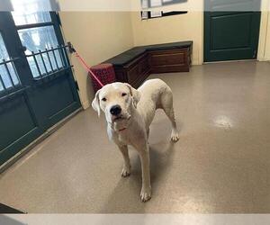 Dogo Argentino Dogs for adoption in Pasadena, CA, USA
