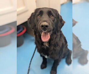 Golden Mountain Dog Dogs for adoption in Muskegon, MI, USA