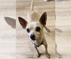 Chihuahua Dogs for adoption in Walnutport, PA, USA