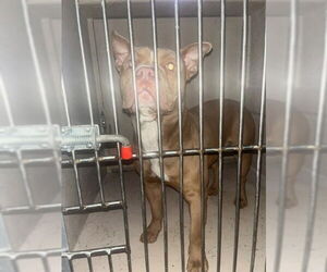 Mutt Dogs for adoption in Louisville, KY, USA