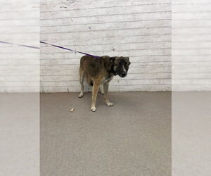 German Shepherd Dog-Unknown Mix Dogs for adoption in San Bernardino, CA, USA