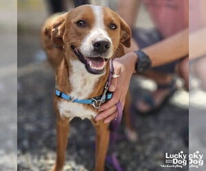 Labrador Retriever-Unknown Mix Dogs for adoption in Washington, DC, USA