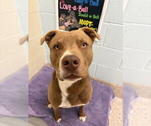 Mutt Dogs for adoption in Brighton, CO, USA