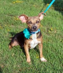 Chipin Dogs for adoption in Arlington, TX, USA