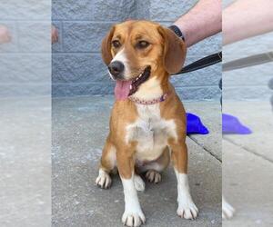 Beagi Dogs for adoption in Nashville, TN, USA