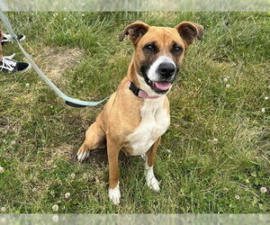 Boxer-Unknown Mix Dogs for adoption in McKinleyville, CA, USA