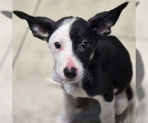 Mutt Dogs for adoption in Jefferson, WI, USA