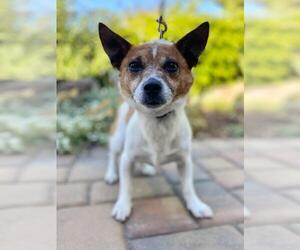 Jack Russell Terrier-Unknown Mix Dogs for adoption in Palo Alto, CA, USA