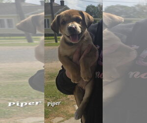 Catahoula Leopard Dog-Unknown Mix Dogs for adoption in Oakhurst, NJ, USA