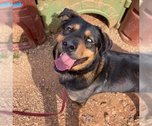 Rottweiler Dogs for adoption in Rocky Mount, VA, USA