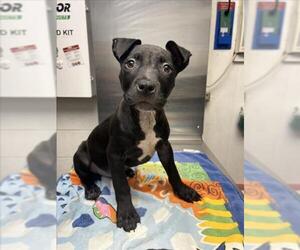 American Pit Bull Terrier-Unknown Mix Dogs for adoption in Woodland, CA, USA
