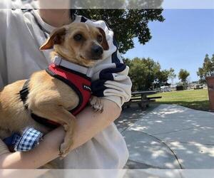 Chihuahua Dogs for adoption in Alameda, CA, USA