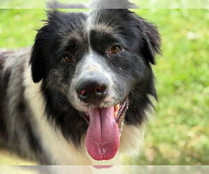 Australian Shepherd-Unknown Mix Dogs for adoption in Tulsa, OK, USA