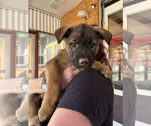 Mutt Dogs for adoption in Fort Collins, CO, USA