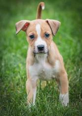 Borador Dogs for adoption in Walnutport, PA, USA