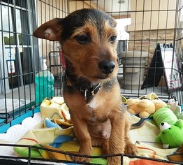 Medium Photo #19 Mutt Puppy For Sale in Okeechobee, FL, USA