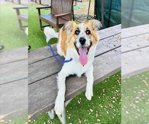 Australian Shepherd-Unknown Mix Dogs for adoption in Santa Barbara, CA, USA