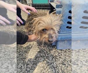 Mutt Dogs for adoption in Tracy, CA, USA