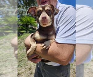 Chihuahua Dogs for adoption in San Antonio, TX, USA