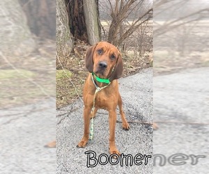 Coonhound Dogs for adoption in Tremont, IL, USA
