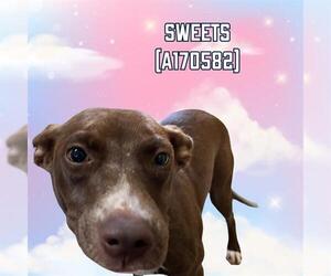 American Pit Bull Terrier-Unknown Mix Dogs for adoption in Tulsa, OK, USA