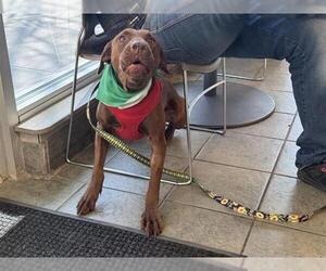 Labrador Retriever-Unknown Mix Dogs for adoption in San Antonio, TX, USA