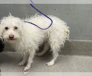Chihuahua-Poodle (Toy) Mix Dogs for adoption in Las Vegas, NV, USA