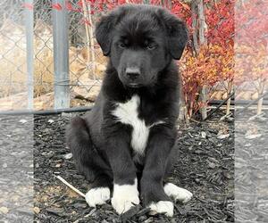 Border Collie-Unknown Mix Dogs for adoption in Incline Village, NV, USA