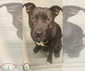 American Pit Bull Terrier-Unknown Mix Dogs for adoption in Baytown, TX, USA