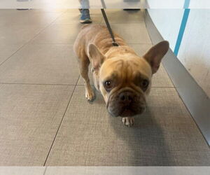 French Bulldog Dogs for adoption in Rancho Cucamonga, CA, USA