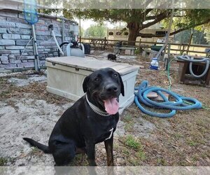 Labrottie Dogs for adoption in Fort Myers, FL, USA