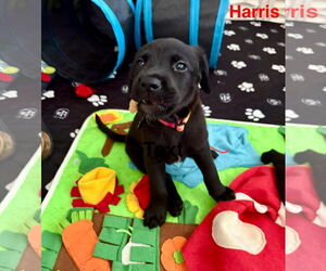 Labrador Retriever-Unknown Mix Dogs for adoption in Holly Springs, NC, USA
