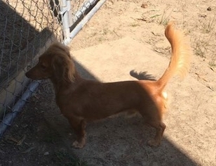 Dachshund Dogs for adoption in Minneapolis, MN, USA