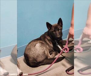 Siberian Husky-Unknown Mix Dogs for adoption in Houston, TX, USA