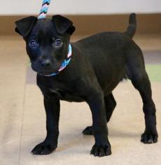Medium Photo #1 Labrador Retriever Puppy For Sale in Little Rock, AR, USA