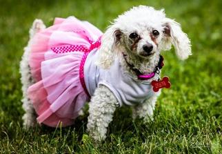Bichon Frise Dogs for adoption in Kettering, OH, USA