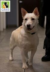 Small Pembroke Welsh Corgi Mix