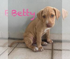 Labrador Retriever-Unknown Mix Dogs for adoption in Jefferson, NJ, USA