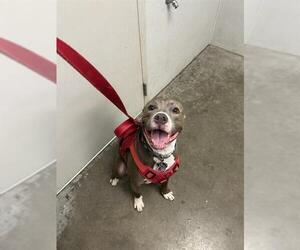 American Pit Bull Terrier Dogs for adoption in Rosenberg, TX, USA