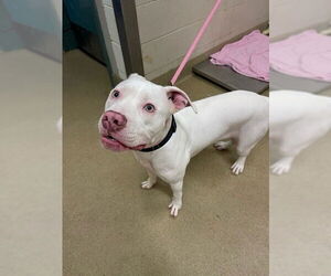 American Pit Bull Terrier Dogs for adoption in Santa Maria, CA, USA