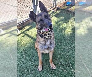 German Shepherd Dog Dogs for adoption in Downey, CA, USA