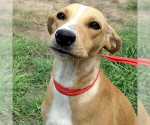 Whippet Dogs for adoption in Von Ormy, TX, USA