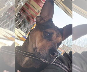 Catahoula Leopard Dog Dogs for adoption in Plano, TX, USA