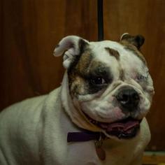 Bulldog Dogs for adoption in Madison, WI, USA