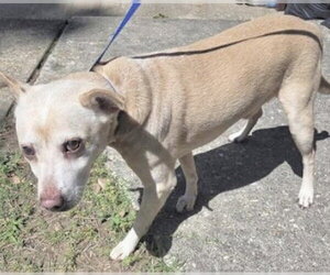 Labrador Retriever-Unknown Mix Dogs for adoption in Houston, TX, USA
