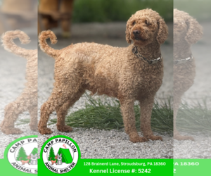Goldendoodle (Miniature) Dogs for adoption in Stroudsburg, PA, USA